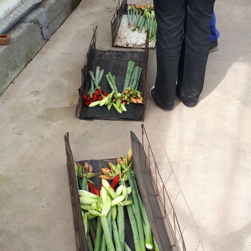 amaryllis romberama zelfplukdagen